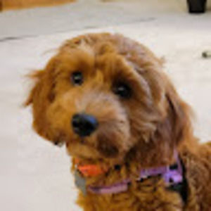 Meet your Posher, Tracy